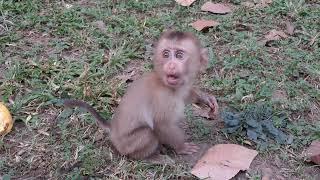 lovely boy eating banana #babymonkey #monkey #trend #fyp #funny #pitymonkey #cute