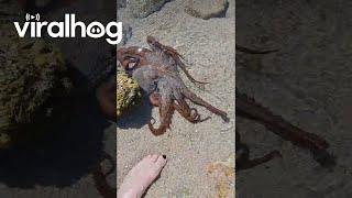 A Curious Octopus  || ViralHog