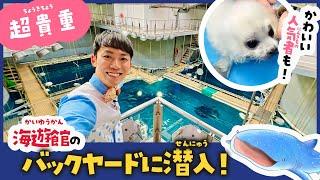 普段は入れない！海遊館が100倍楽しくなる水族館バックヤードツアー ジンベエザメ〜バックヤード編 / 大阪観光 kaiyukan aquarium osaka