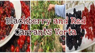 Blackberry and Red Carrants Vorta