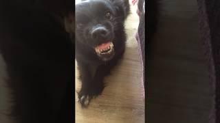 Собака рычит. Dog growls . Funny and cute pets.