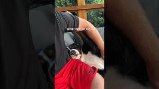Anyone else have a Velcro dog breed?  #bernesemountaindog #bernese #cutedog #funnydog