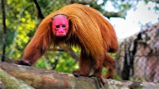 Strange Monkeys You Won't Believe Actually Exist