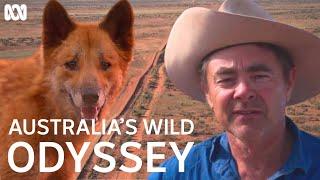 The longest fence in the world | Australia's Wild Odyssey | ABC TV + iview