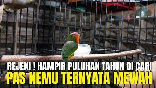 REJEKI ! HAMPIR PULUHAN TAHUN CARI² BURUNG EKSOTIS SEPERTI INI GAK DAPET ! PAS NEMU TERNYATA MEWAH