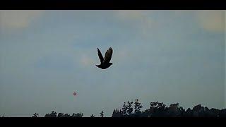 Quail Hunt using 410 Caliber ,12 gram Load Gemini chokes -Chasse a la caille- صيد فري السمان-ShotKam