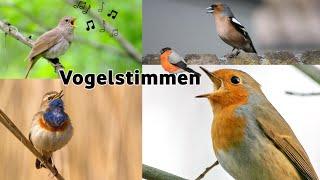 17 Vogelarten und ihr Gesang | 17 bird species and their song #1 #vogel