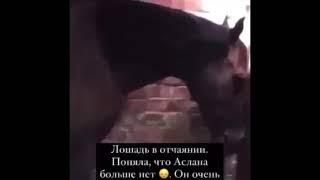 Лошадь в отчаянии  поняла, что хозяина больше нету на этом свете 