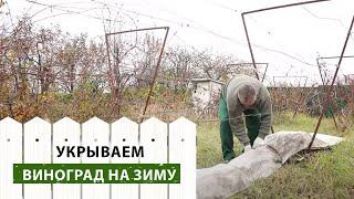 Укрываем виноград на зиму: пошаговый разбор надежного укрытия