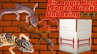 ️LIVE REPTILES️•Multiple Leopard Geckos•Big Apple Herp Unboxing•