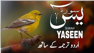 Surah  Yaseen | Surah Yaseen With Urdu Translation | Episode - 480