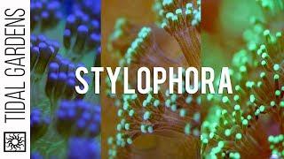 Stylophora Care Tips