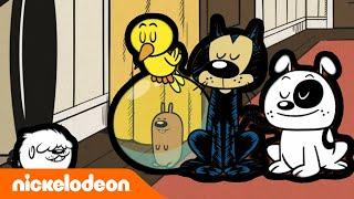 Мой шумный дом | Новый питомец | Nickelodeon Россия