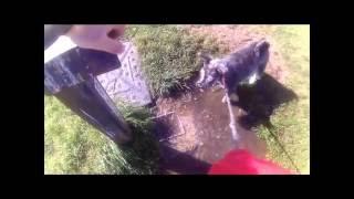 Molly Dog and the tap, miniature Schnauzer. SJ4000 1080p 30fps (Go Pro clone)