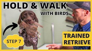 Formal Retrieving Work - Trained Retrieve - Step 7 - Hold & Walk With Birds