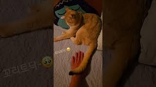 매력짱큐리~( 꼬리토닥ㅋ) #cat #고양이 #브리티쉬숏헤어 #반려묘 #츤데레#cute #shorts