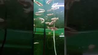 Line Fish  #viral #shorts #video