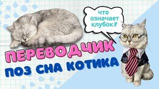 Что означает поза сна кошки | Смешные коты - Майя #кот #кошка