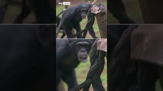 Chimpanzee sanctuary under threat