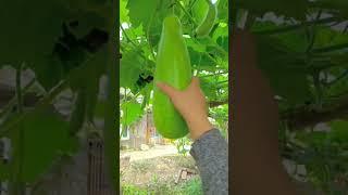 Ek bail se 20 lauki Mela 100% organic 🫢 #youtubeshorts#kitchengarden #youtubeshort #viralshorts