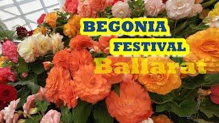 The Ballarat Begonia Festival | Hannah Moloney | Paul West | Old Trams