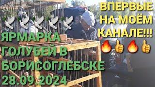  Ярмарка голубей в Борисоглебске! Впервые снимаю в этом городеPigeon Fair. Bird Market. Рigeons.