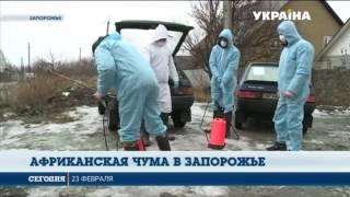 Африканская чума свиней вспыхнула в Запорожье