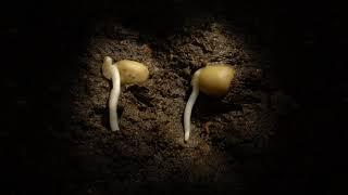 Pea germination time lapse, underground. Filmed over a week. Hypogeal germination