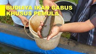 Rahasia Sukses Cara Budidaya Ikan Gabus untuk Pemula