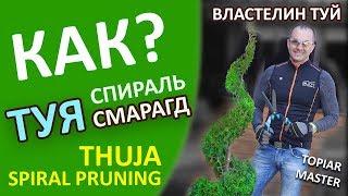 СПИРАЛЬ ИЗ ТУИ СМАРАГД  | @LORD_OF_GARDEN_BELARUS | ТОПИАР НИВАКИ |THUJA | Минск | Беларусь |