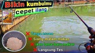 Amis Gurih !! Umpan jatuh kumbul langsung ngetrik asik pokoknya !! Umpan ikan mas mantap