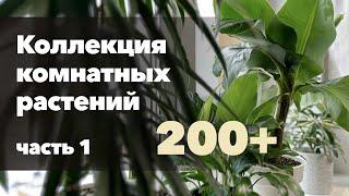 Обзор моей коллекции комнатных растений » Декабрь 2022