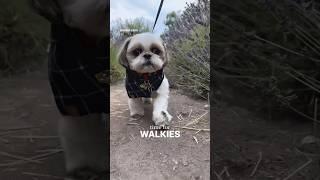 Morning walks ft dog | Shihtzu dog #shihtzu #dog