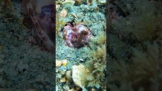 Ah the juxtaposition of Blue Heron Bridge #divesite #macrolife #divelife #seahorse #mantisshrimp