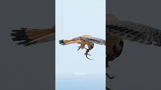 This Lizardbecame airborne for the first and last time in its life. #kestrel #lizard #birdsofprey