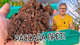 Идеальный грунт для рассады. ЛЕГКО И ПОНЯТНО! Быстрый рост рассады в правильной почве! Лучший грунт!