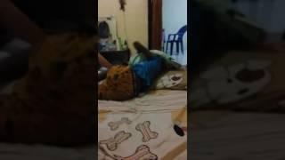 Orang nungging