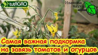 БЕЗ БОРА и УДОБРЕНИЙ: ПОДКРМКА № 1 ДЛЯ ЗАВЯЗИ. Ни один цветок не отвалится, завязь не пожелтеет.
