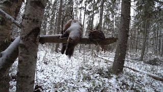 Marten hunting with traps, November 2020(1). KD-140 Trap.