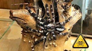 Пересадка очень токсичного птицееда Poecilotheria regalis