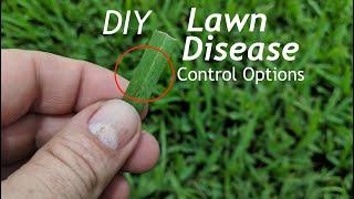 How To Prevent Fungus In The Lawn Using Home Depot Products | Lawn Fungus Control