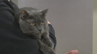Pet Tails: Meet 'Treat' the cat
