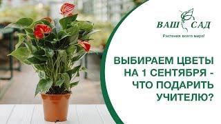 Выбираем цветы на 1 сентября - что подарить учителю? Ваш сад