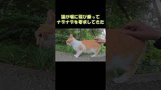 猫が塀に飛び乗ってナデナデを要求してきた #猫 #ネコ #cat