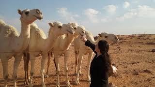 Saudi Arabia desert white camels