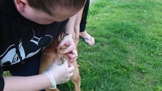 Anal gland expressed on a French bulldog (gland shoots liquid)