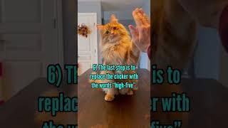 How to teach your cat the high-five in 6 steps.