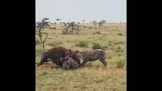 (Nature) Hyenas Vs Wildebeest