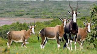 África austral, la vida salvaje frente a las estaciones