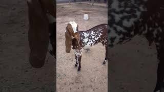 omg so cute #shorts #boxtoxtv #funny #comedy